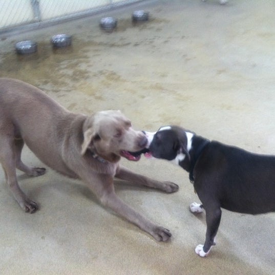 Best Friends Pet Care Pet Store