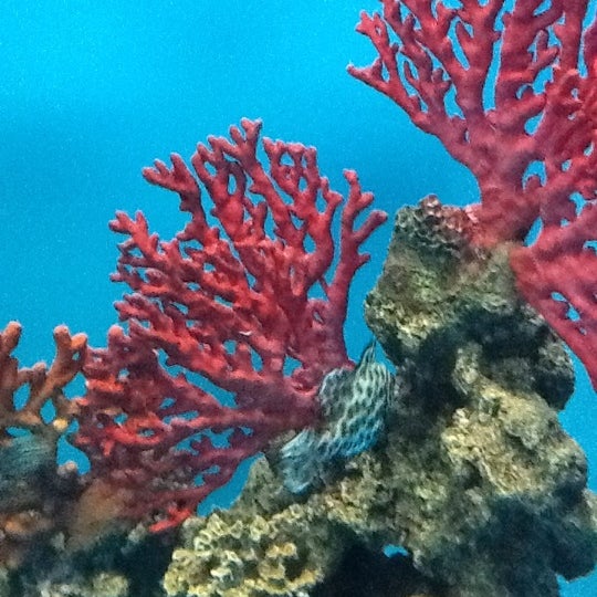 อัลบั้ม 105+ ภาพพื้นหลัง ศูนย์แสดงพันธ์ุสัตว์น้ำสมุทรสาคร รูปภาพ ใหม่ที่สุด