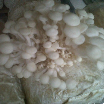 Pusat Budidaya Jamur Tiram Kebun di Yogyakarta