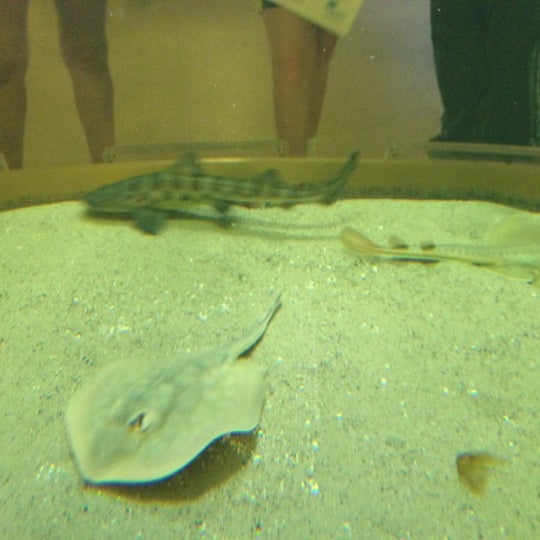 7/27/2012 tarihinde Heal the Bayziyaretçi tarafından Santa Monica Pier Aquarium'de çekilen fotoğraf
