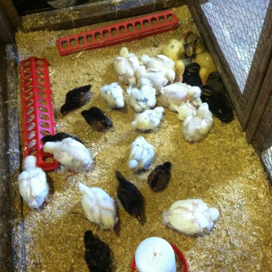Critter Barn 3 Tips From 208 Visitors