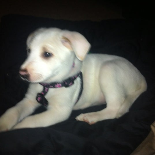 Photos at Kitsap Humane Society Pet Supplies Store in Silverdale