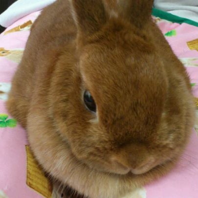 うさぎcafe 中区 1 Tip うさぎcafe 中区 1 Tip