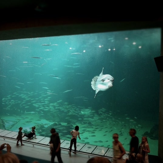 lys s aftale Hæl Photos at Nordsøen Oceanarium - Aquarium