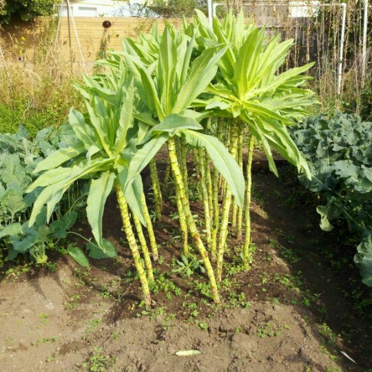 Photos at Jade Street Park Capitola, CA