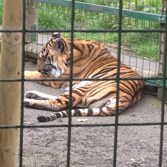 Снимок сделан в Hertfordshire Zoo пользователем Nadine C. 5/19/2012