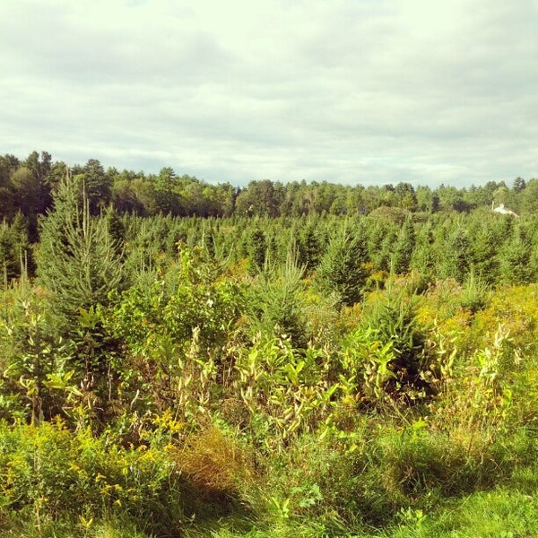 Staples Tree Farm 18 visitors