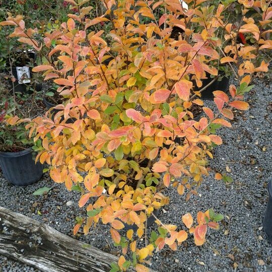 Blue Mount Nursery Flower Store in Ashburn