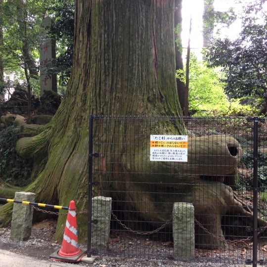 Photos At たこ杉 蛸杉 2 Tips