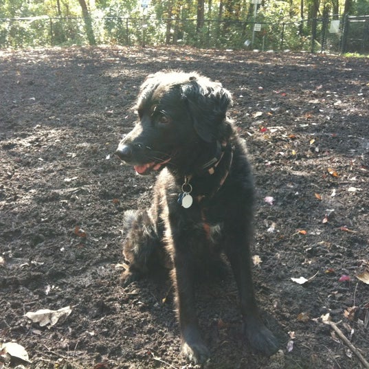 Photos at Vienna Dog Park Dog Park in Vienna