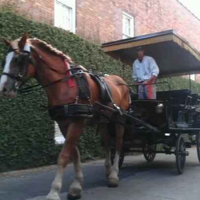 9/3/2011 tarihinde Rach B.ziyaretçi tarafından Old South Carriage Company'de çekilen fotoğraf