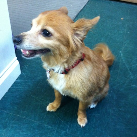 woofables dog bakery