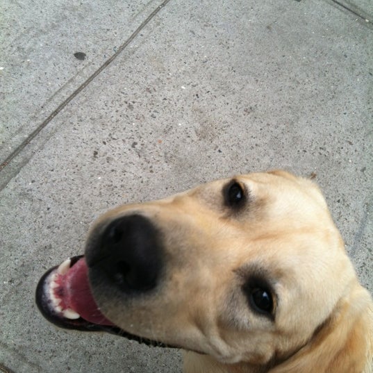 รูปภาพถ่ายที่ Happy Dogs โดย Elizabeth เมื่อ 6/9/2012