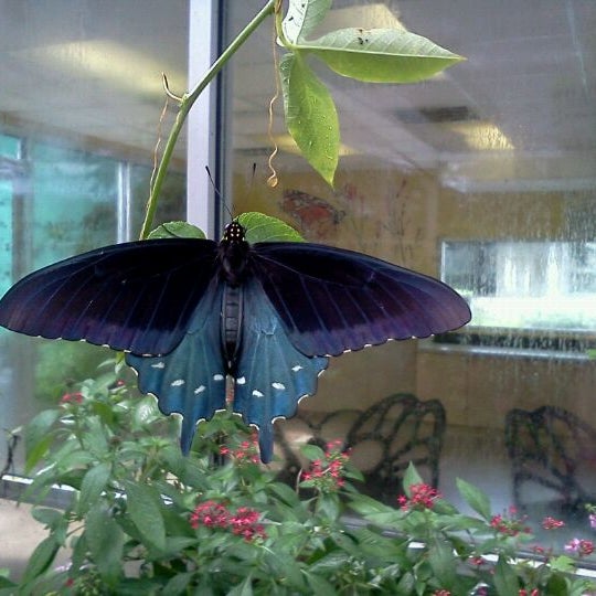 MOSI BioWorks Butterfly Garden Tampa, FL