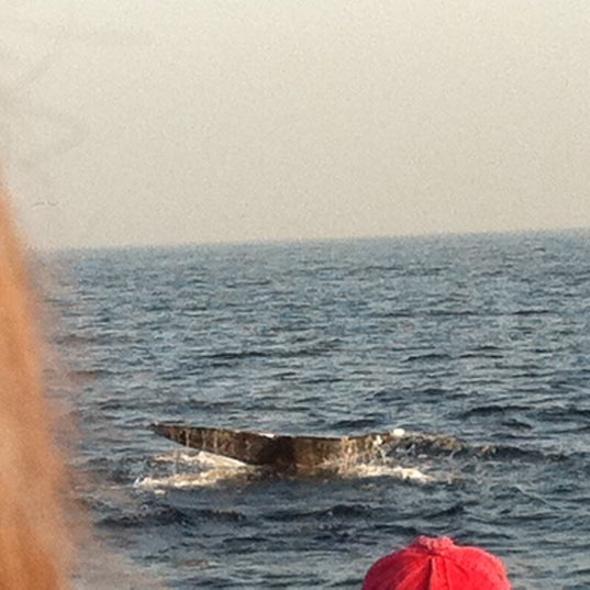 We saw 6 gray whales on the Dec 31, 2011 2:30 sail. It was awesome! Apparently, it's a busy year for whale sightings in SoCal.