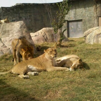Снимок сделан в El Paso Zoo пользователем Anne M. 11/2/2011