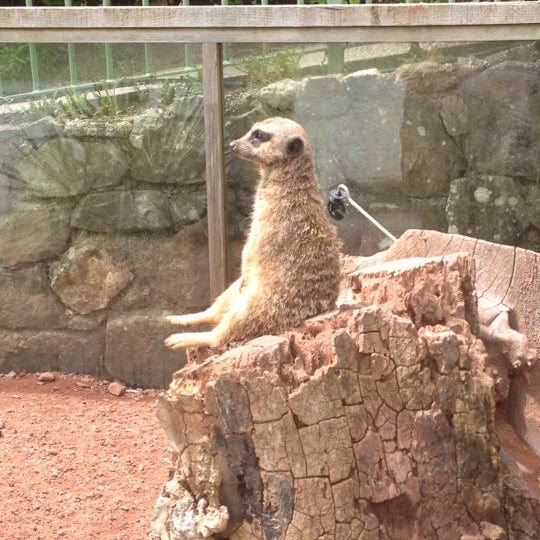 Photo taken at Dartmoor Zoological Park by John H. on 6/30/2012