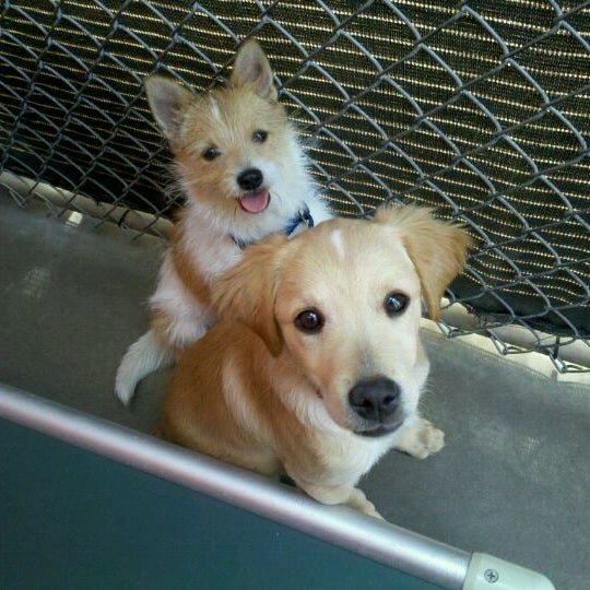 Photo taken at Arizona Animal Welfare League &amp; SPCA by www.PetFinder.com -. on 4/2/2011
