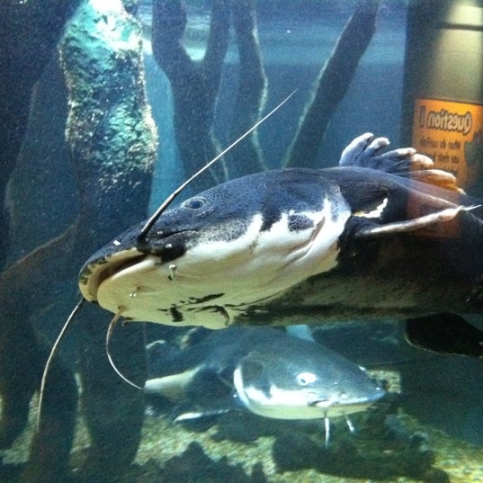 Photo taken at Oceanarium, The Bournemouth Aquarium by Dominic F. on 5/1/2011