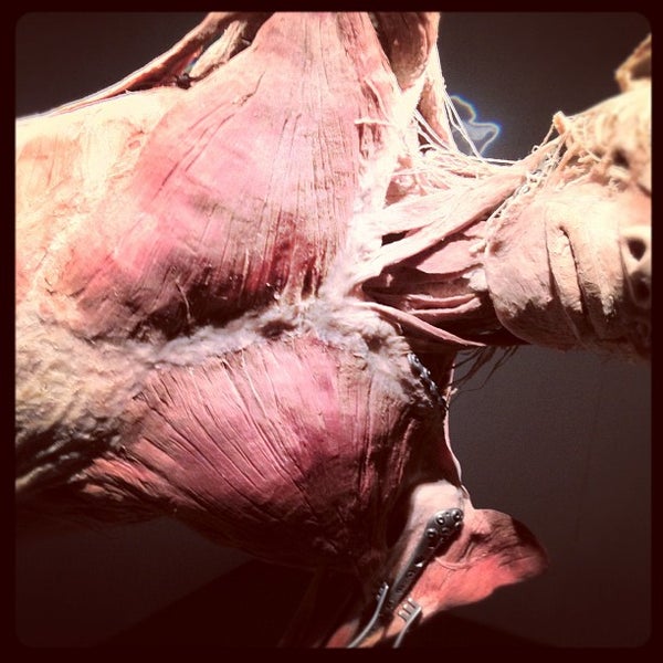 Photo taken at BODIES...The Exhibition by Ryan L. on 1/28/2012
