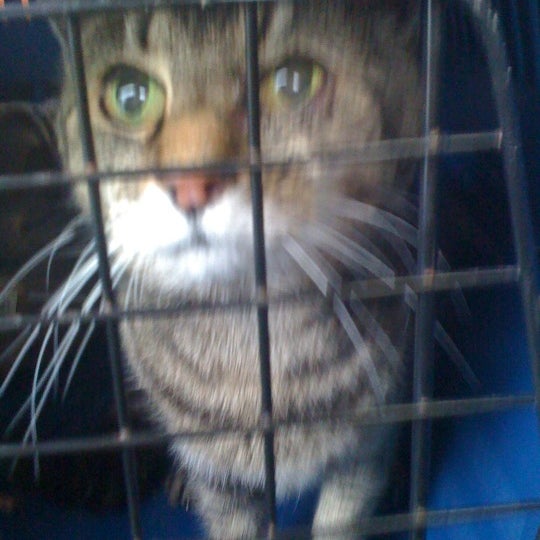 Vets at St Clair Veterinarian in Dunedin