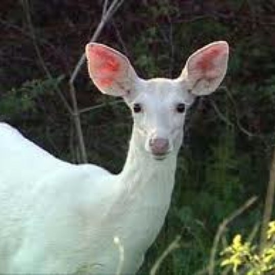 Deer marie
