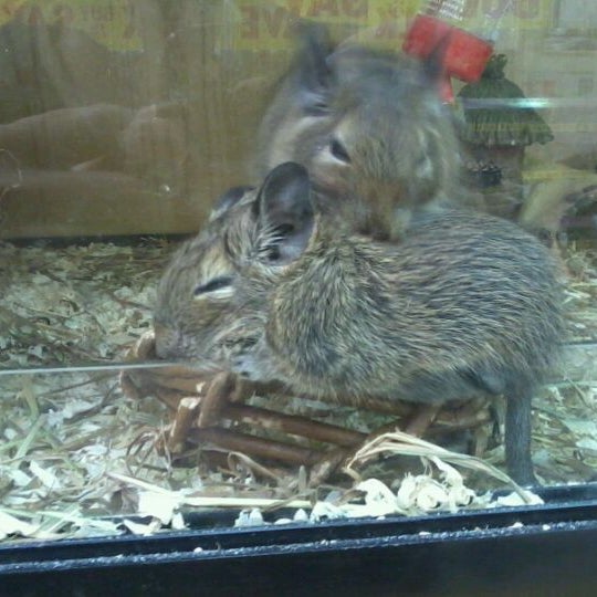 pets at home riverside