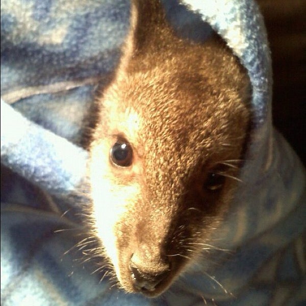 Ack's exotic best sale pets