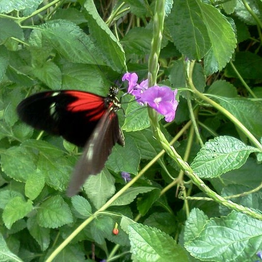 Foto scattata a Butterfly House at Faust County Park da dgw il 8/12/2011