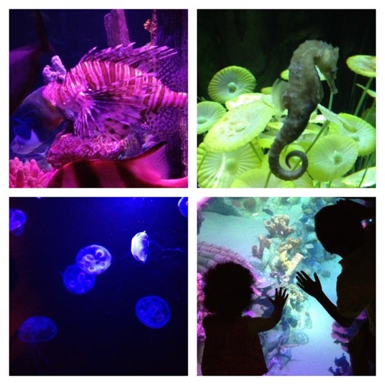 รูปภาพถ่ายที่ Sea Life Aquarium โดย R G. เมื่อ 5/14/2012