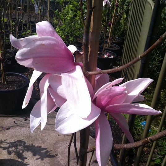 Hargraves Nursery 630 Old Northern Road