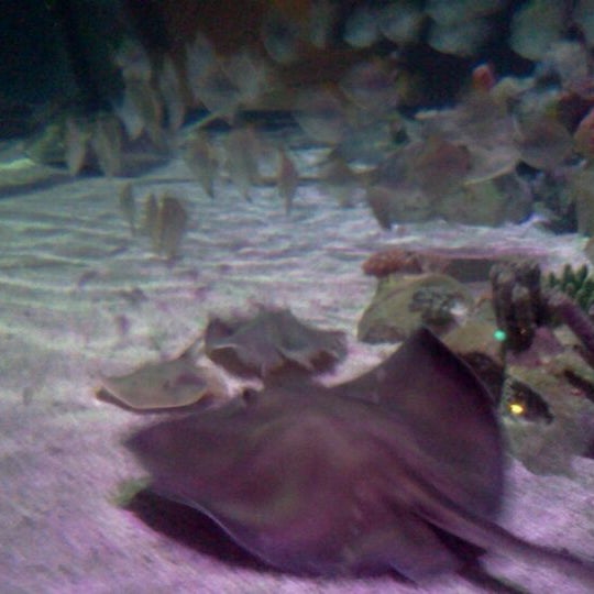 รูปภาพถ่ายที่ Sea Life Aquarium โดย Jason T. เมื่อ 1/27/2012