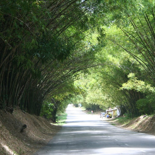 Holland Bamboo Other Great Outdoors
