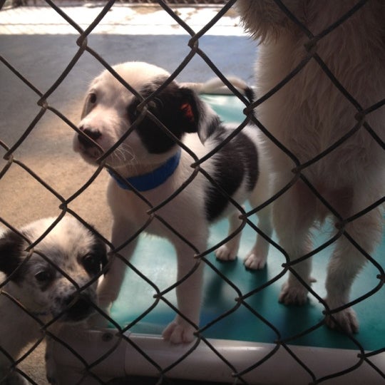 6/2/2012にJoey K.がHawaii Island Humane Society Kona Shelterで撮った写真