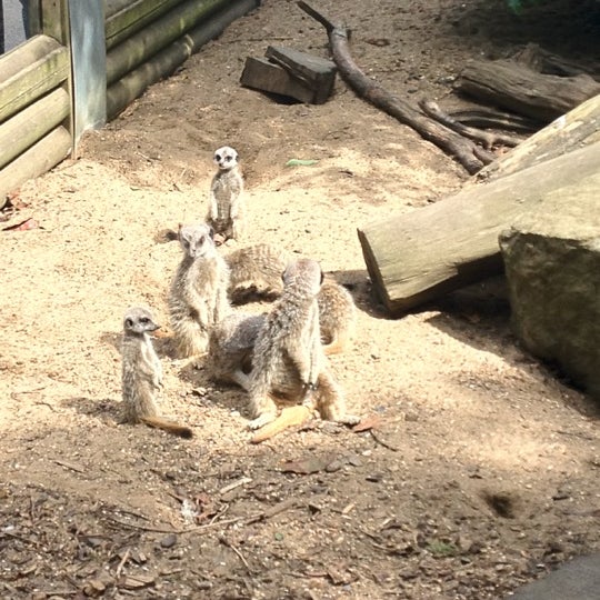 Снимок сделан в Hertfordshire Zoo пользователем Yee 7/1/2012