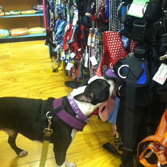 Doggie style hotsell south street