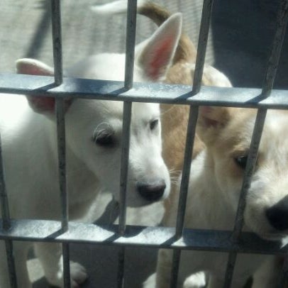 Das Foto wurde bei Pasadena Humane Society &amp; SPCA von Chanda D. am 4/3/2012 aufgenommen