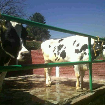 Esta super genial!!!! Las vacas de origen holandes es lo mejor!!!!
