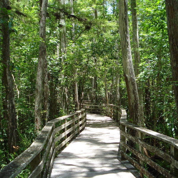 Reconnect yourself to nature! Plan your visits during different seasons and watch Corkscrew Swamp change before your eyes!