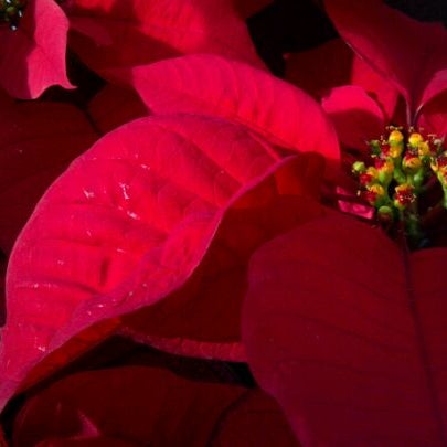 Photo taken at Pike Nurseries by Chance M. on 12/18/2011