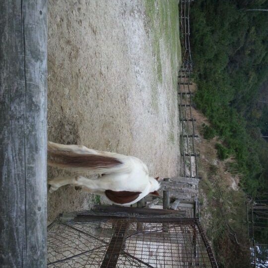 Photos At 大津市営放牧場 ふれあいの森 大津市 滋賀県