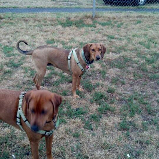 Woodbridge Dog Park - 8 tips from 101 visitors Woodbridge Dog Park - 8 tips from 101 visitors