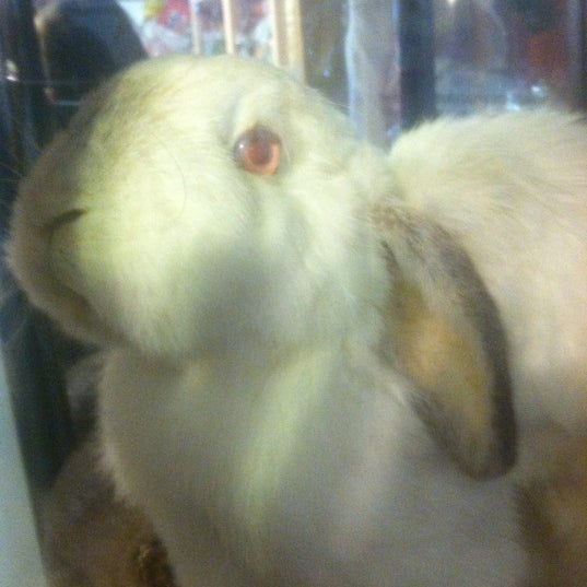 Photo prise au The Bunny Museum par adam a. le5/6/2012