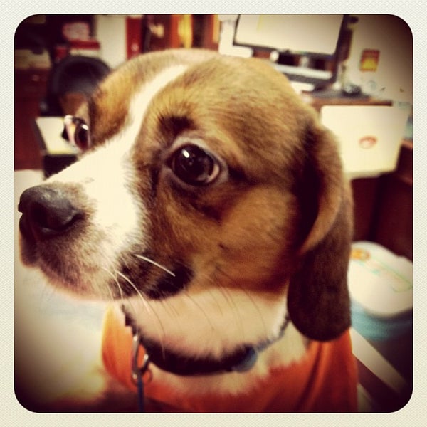 Photos At 中圓寵物桃園旗艦店 Pet Store