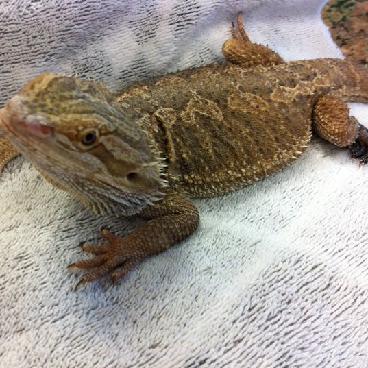 7/26/2012にJay B.がChicago Exotics Animal Hospitalで撮った写真