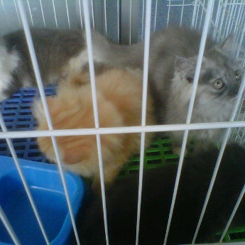 Pusat Jagaan Kucing Mawardi - Pet Store