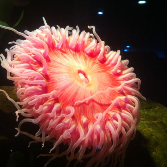 Foto diambil di Oklahoma Aquarium oleh linda pada 4/10/2012