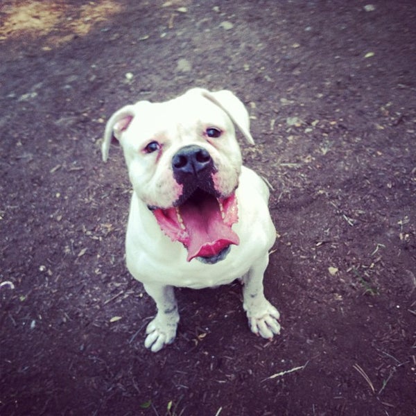 James J Braddock North Hudson County Park Dog Run North Bergen, NJ