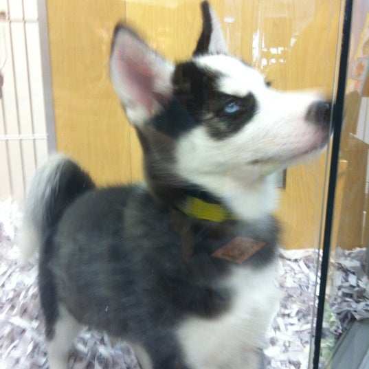 Puppies N Love Arrowhead 2025 www.thelordlovesyou