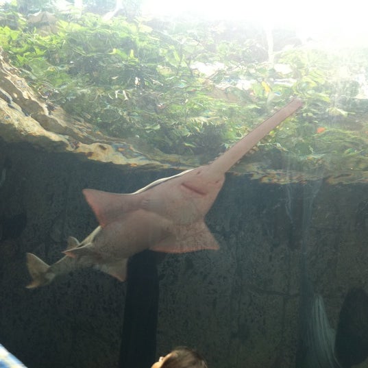 Les prix de l'aquarium de Dallas, Texas - TKKPBU3WZ1V541XBOMWITHAAL0NEOZHL0BOZGPMA0PX01AHW